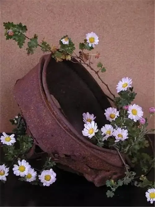 插花配文案 插花的文案