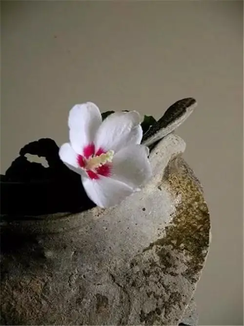 插花配文案 插花的文案