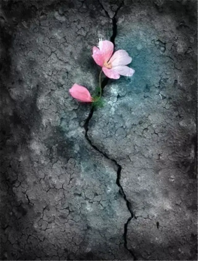 插花配文案 插花的文案