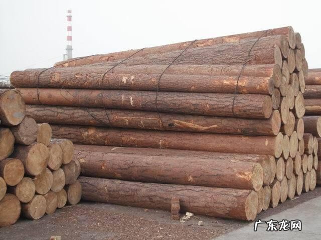 关于松树的外形特征和作用 松树的外形特征和作用是什么