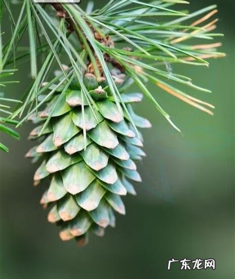 关于松树的外形特征和作用 松树的外形特征和作用是什么