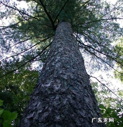 关于松树的外形特征和作用 松树的外形特征和作用是什么