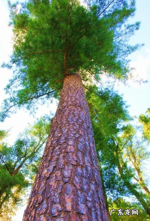 关于松树的外形特征和作用 松树的外形特征和作用是什么