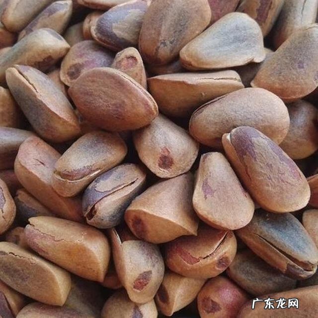 关于松树的外形特征和作用 松树的外形特征和作用是什么