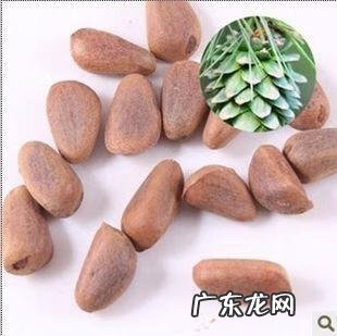 关于松树的外形特征和作用 松树的外形特征和作用是什么