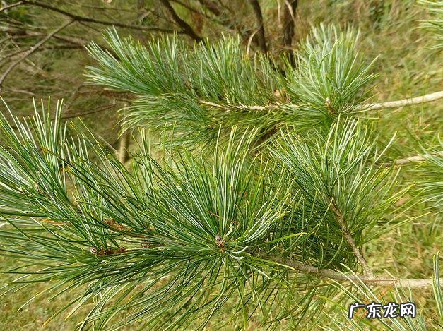 关于松树的外形特征和作用 松树的外形特征和作用是什么