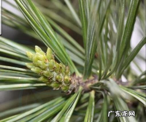 关于松树的外形特征和作用 松树的外形特征和作用是什么