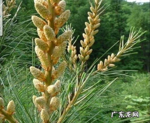 关于松树的外形特征和作用 松树的外形特征和作用是什么