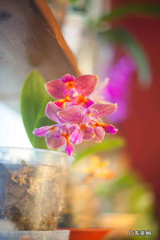 风水阴宅什么土质最好 红土在风水中的寓意