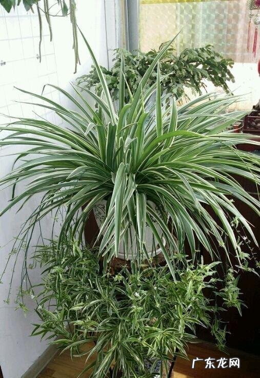 属龙的家里摆龙好吗 家里摆龙好不好