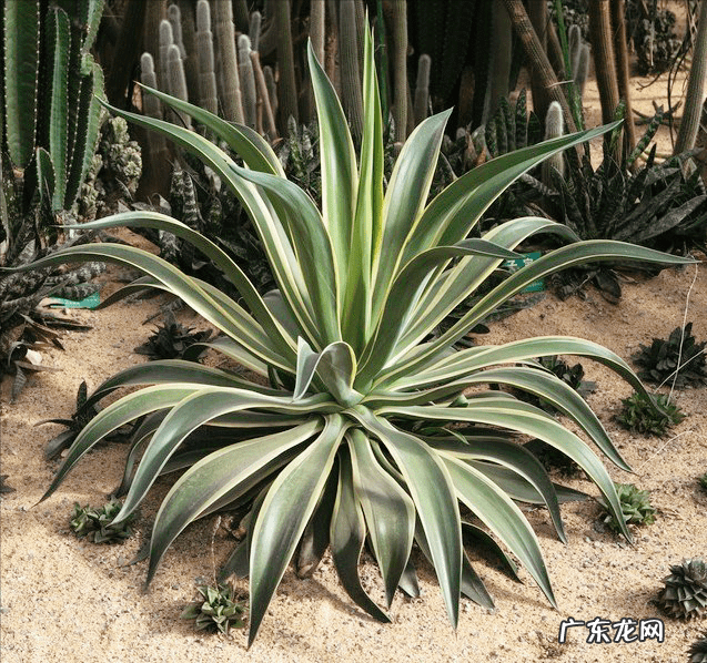 属龙的家里摆龙好吗 家里摆龙好不好