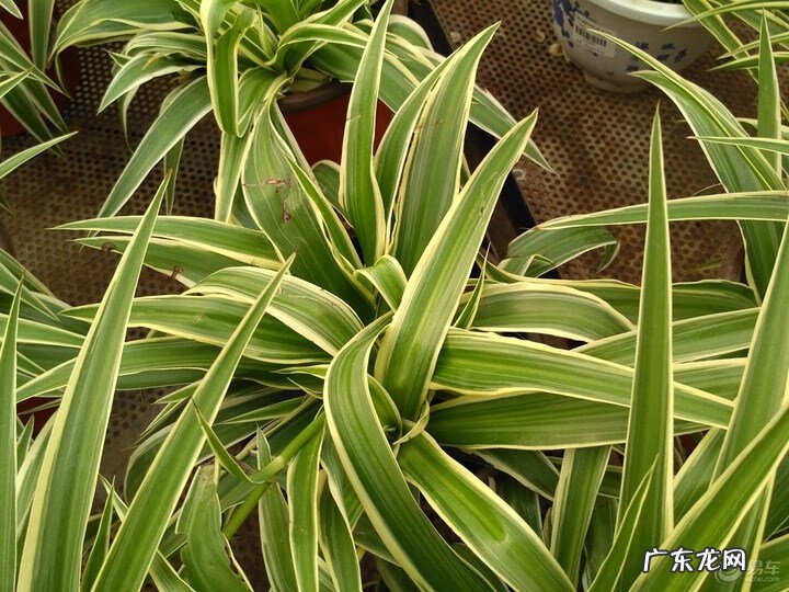 属龙的家里摆龙好吗 家里摆龙好不好