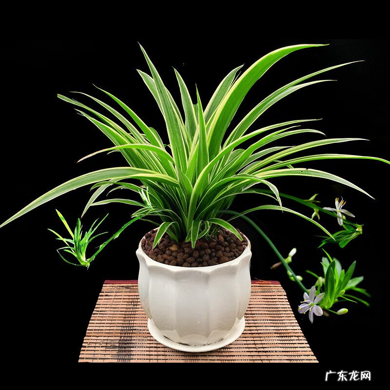 属龙的家里摆龙好吗 家里摆龙好不好