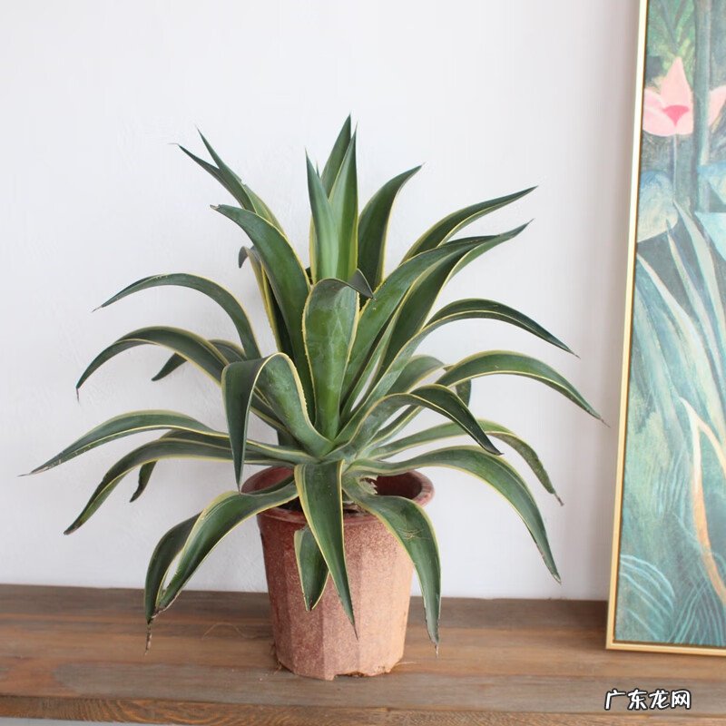 属龙的家里摆龙好吗 家里摆龙好不好