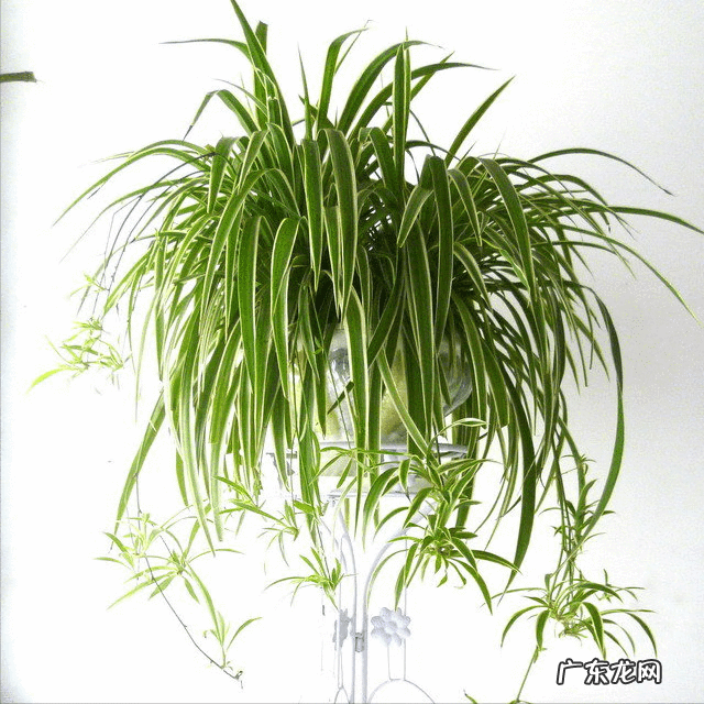 属龙的家里摆龙好吗 家里摆龙好不好