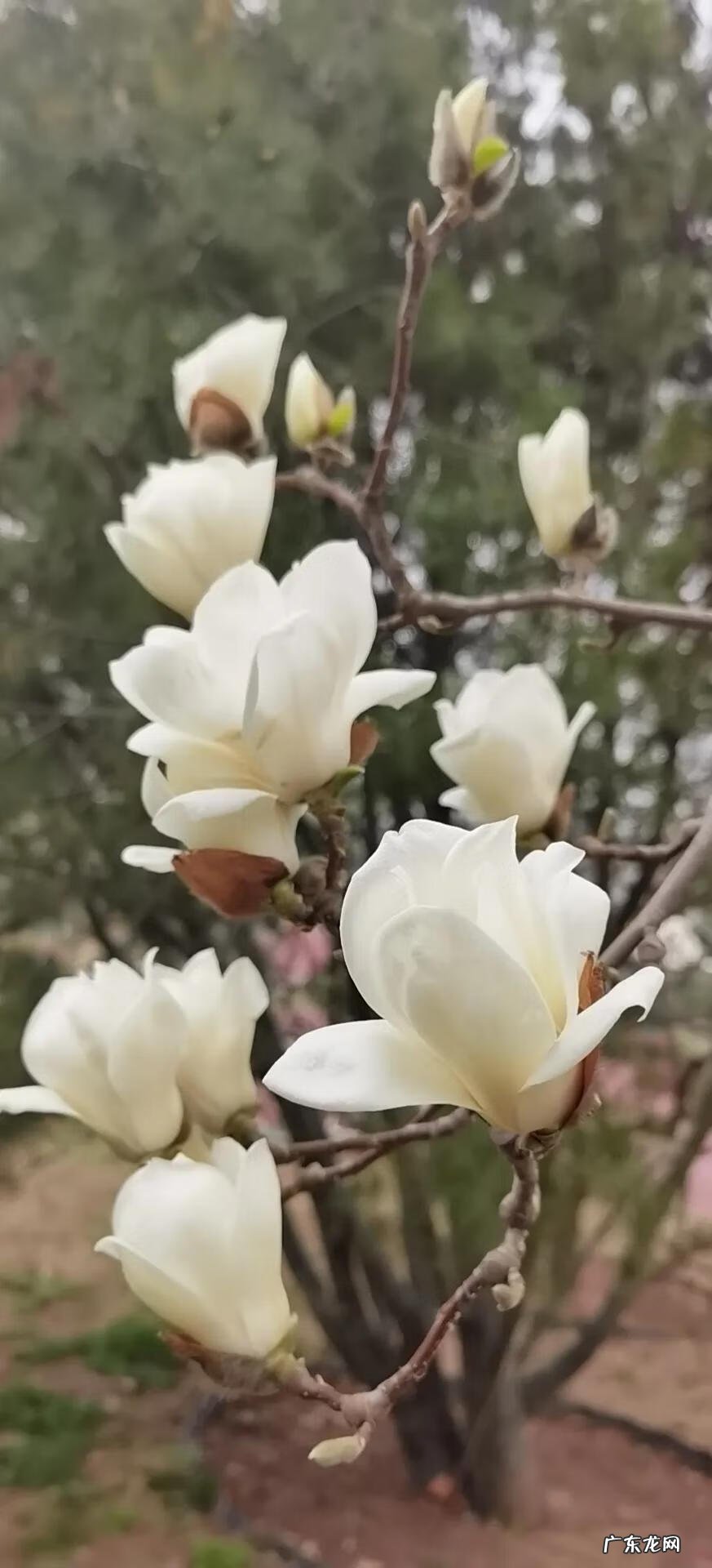 余音绕梁的解释是什么 玉音绕梁好风水