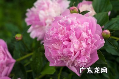 旺事业运转运的小妙招 如何利用风水催旺事业运