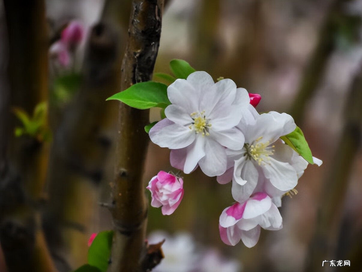 一年四季可开花的树种 一年四季开花的花树