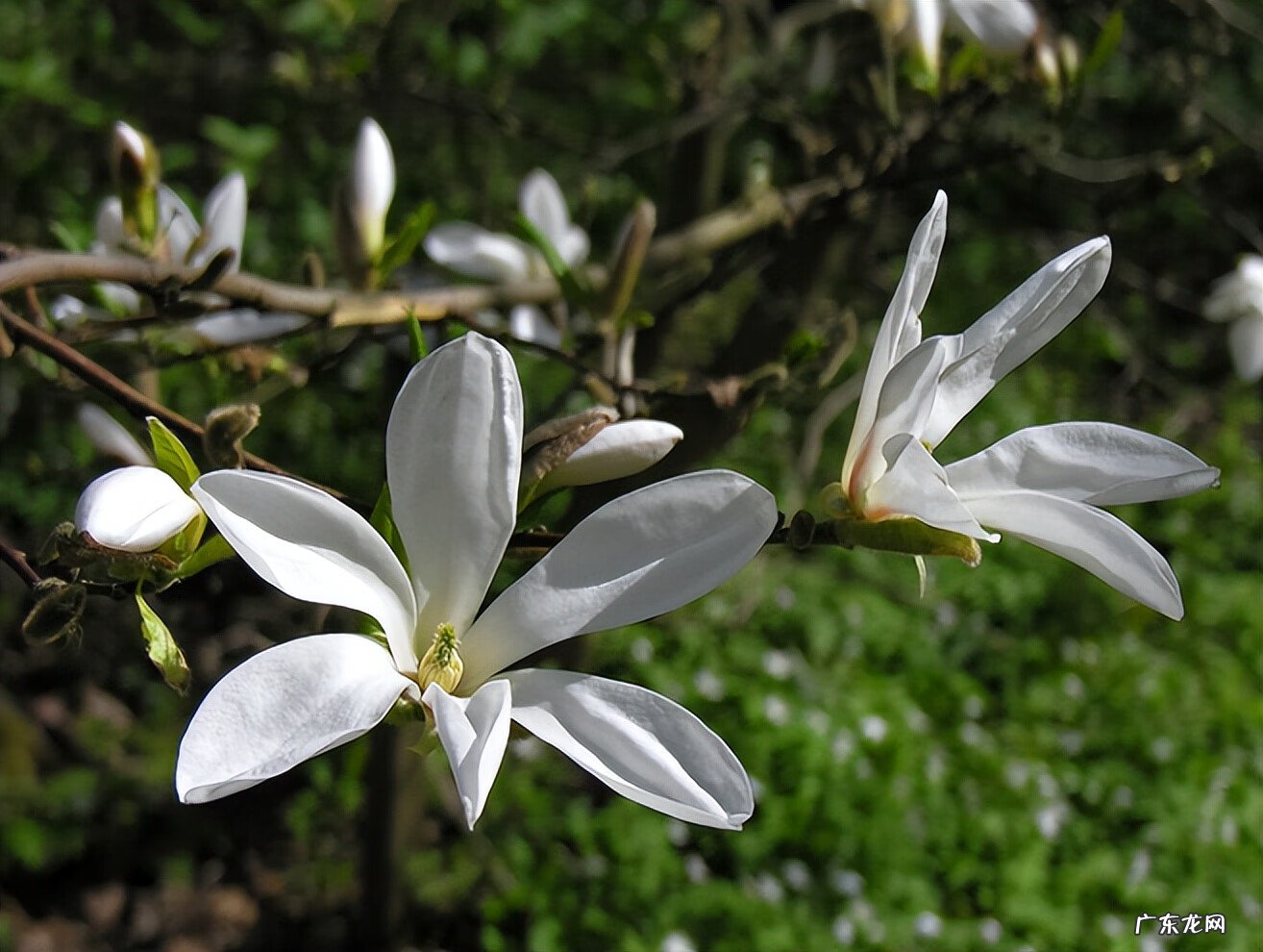 一年四季可开花的树种 一年四季开花的花树