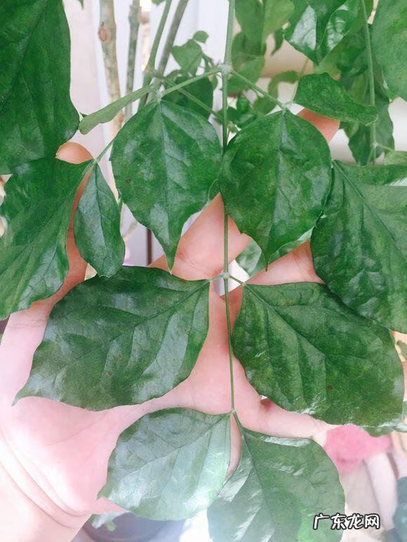 什么果树不落叶 哪些树不落叶子