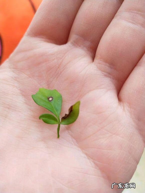 什么果树不落叶 哪些树不落叶子