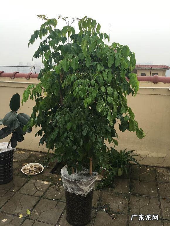 什么果树不落叶 哪些树不落叶子