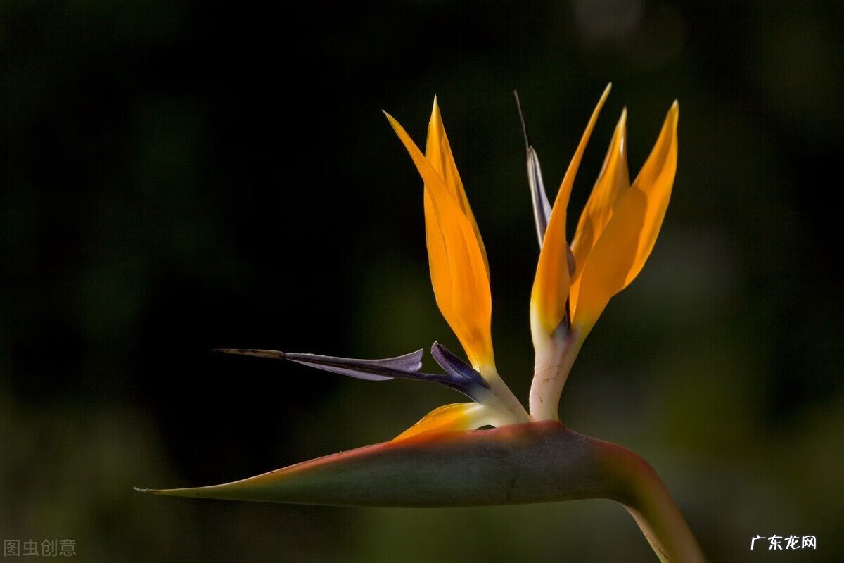 天堂鸟的风水 家里养天堂鸟风水