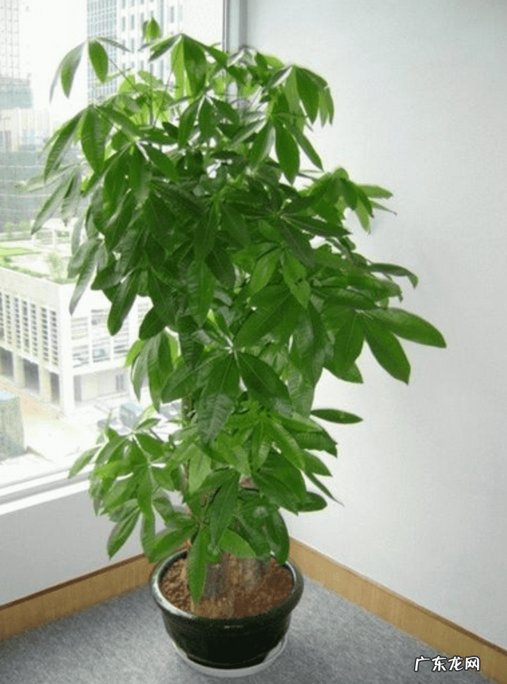 天堂鸟的风水 家里养天堂鸟风水