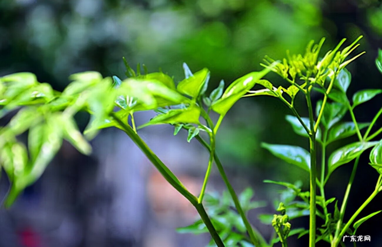天堂鸟的风水 家里养天堂鸟风水
