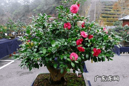 家里植物风水 家里的植物发芽风水
