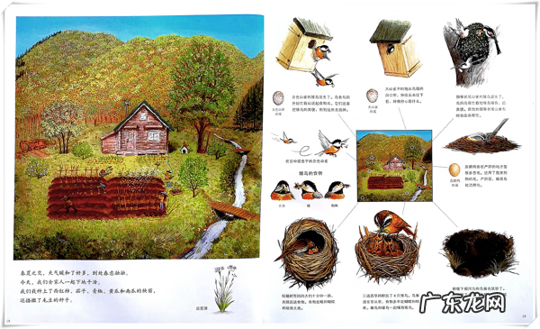 家门口有鸟筑巢意味着什么 家门树上有鸟巢