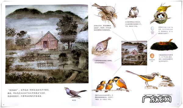 家门口有鸟筑巢意味着什么 家门树上有鸟巢