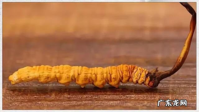 冬虫夏草一斤多少钱 冬虫夏草多少钱一克