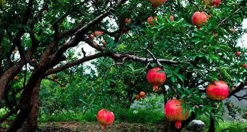 房屋西边有柿子树好不好 大门外左边有柿子树好吗