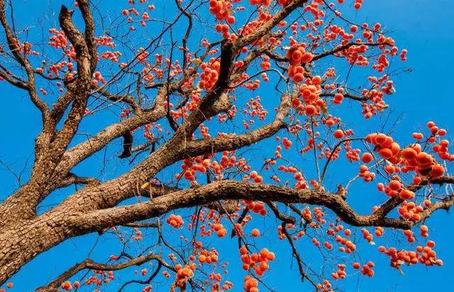 房屋西边有柿子树好不好 大门外左边有柿子树好吗