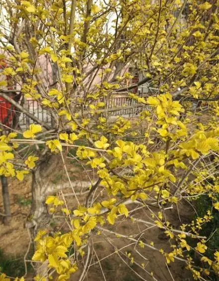 房屋西边有柿子树好不好 大门外左边有柿子树好吗