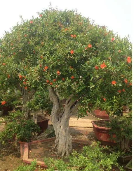 房屋西边有柿子树好不好 大门外左边有柿子树好吗