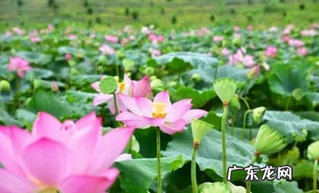 梧州风水宝地留题地 广西梧州十大风水宝地