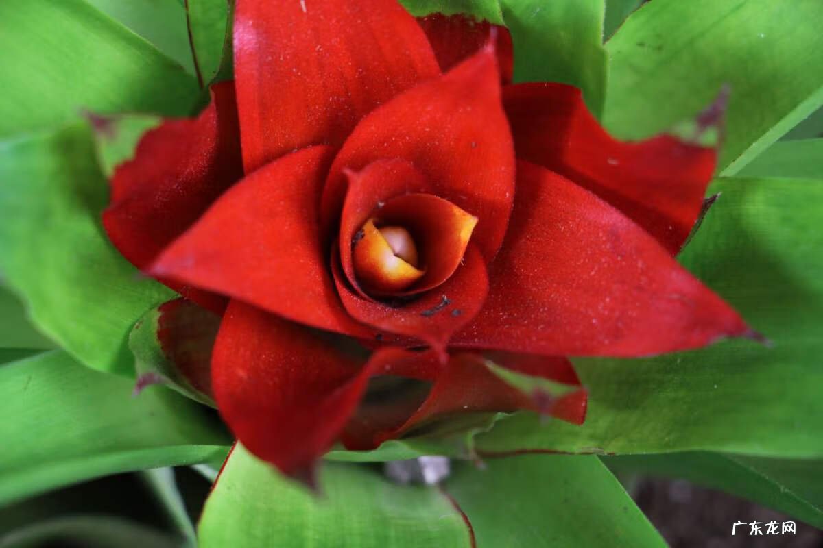 出女贵人的风水必备条件 朵朵贵人特别多红姐自带风水