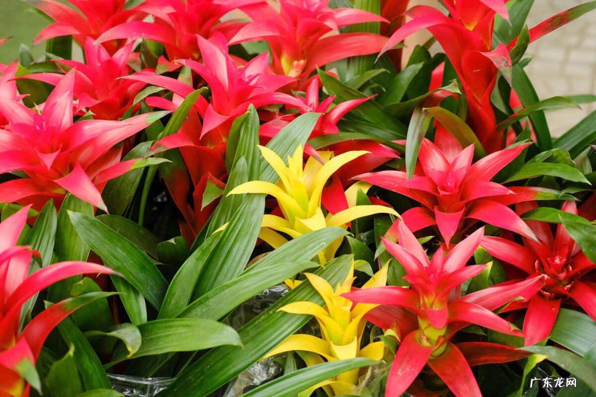 出女贵人的风水必备条件 朵朵贵人特别多红姐自带风水