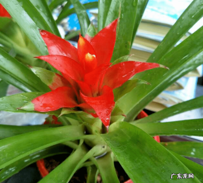 出女贵人的风水必备条件 朵朵贵人特别多红姐自带风水