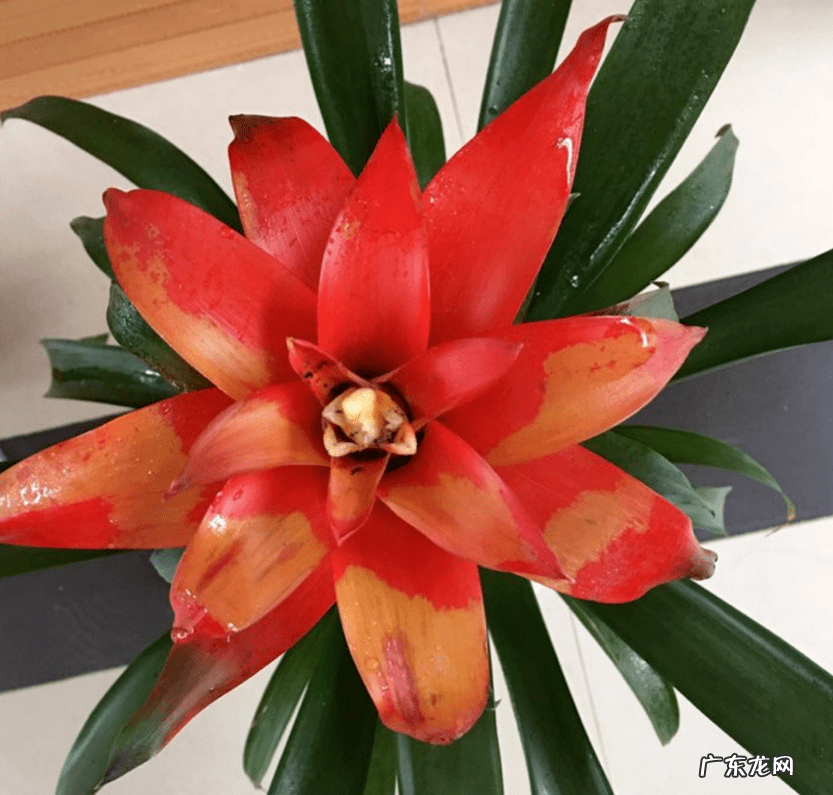 出女贵人的风水必备条件 朵朵贵人特别多红姐自带风水