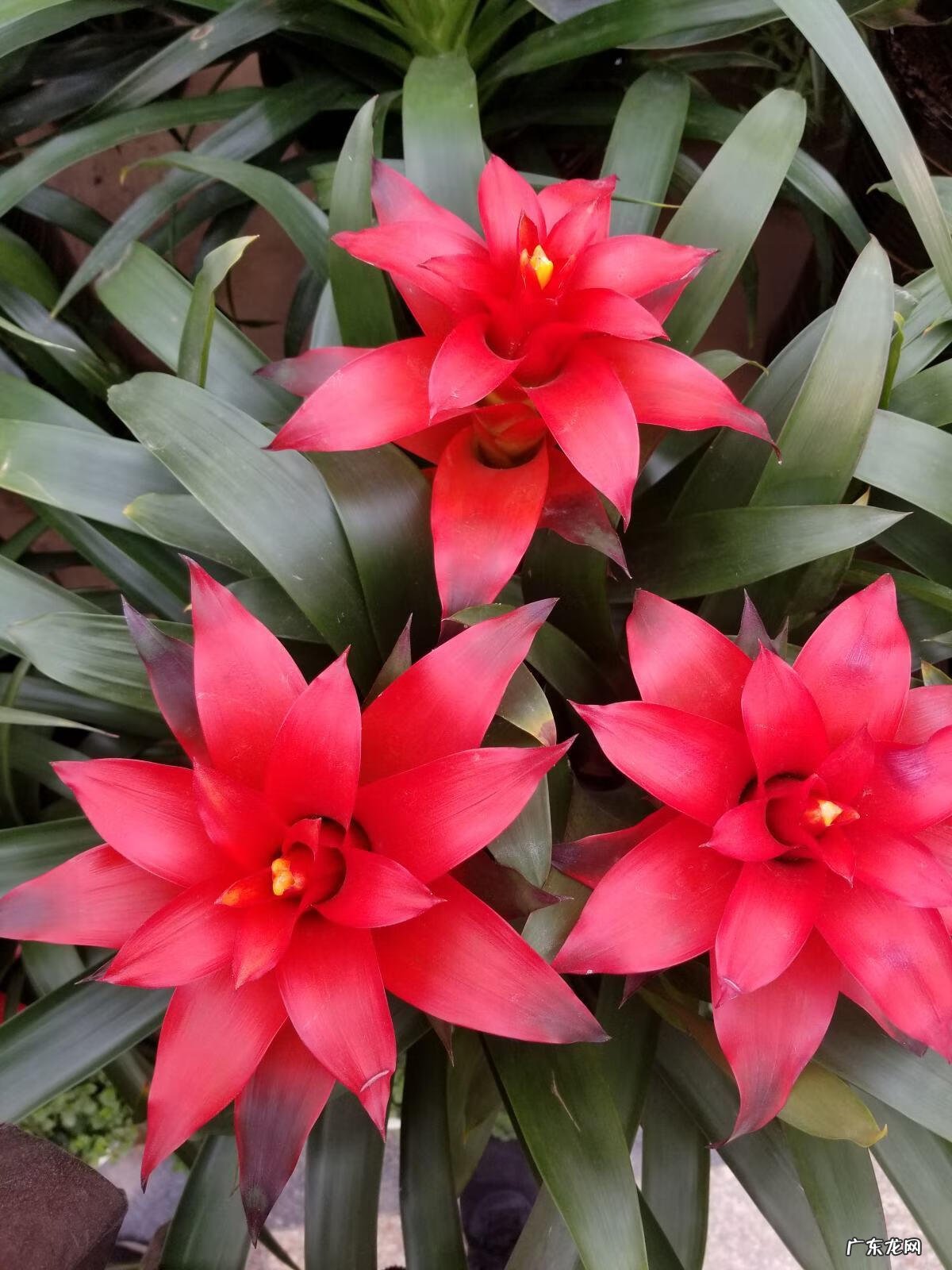 出女贵人的风水必备条件 朵朵贵人特别多红姐自带风水