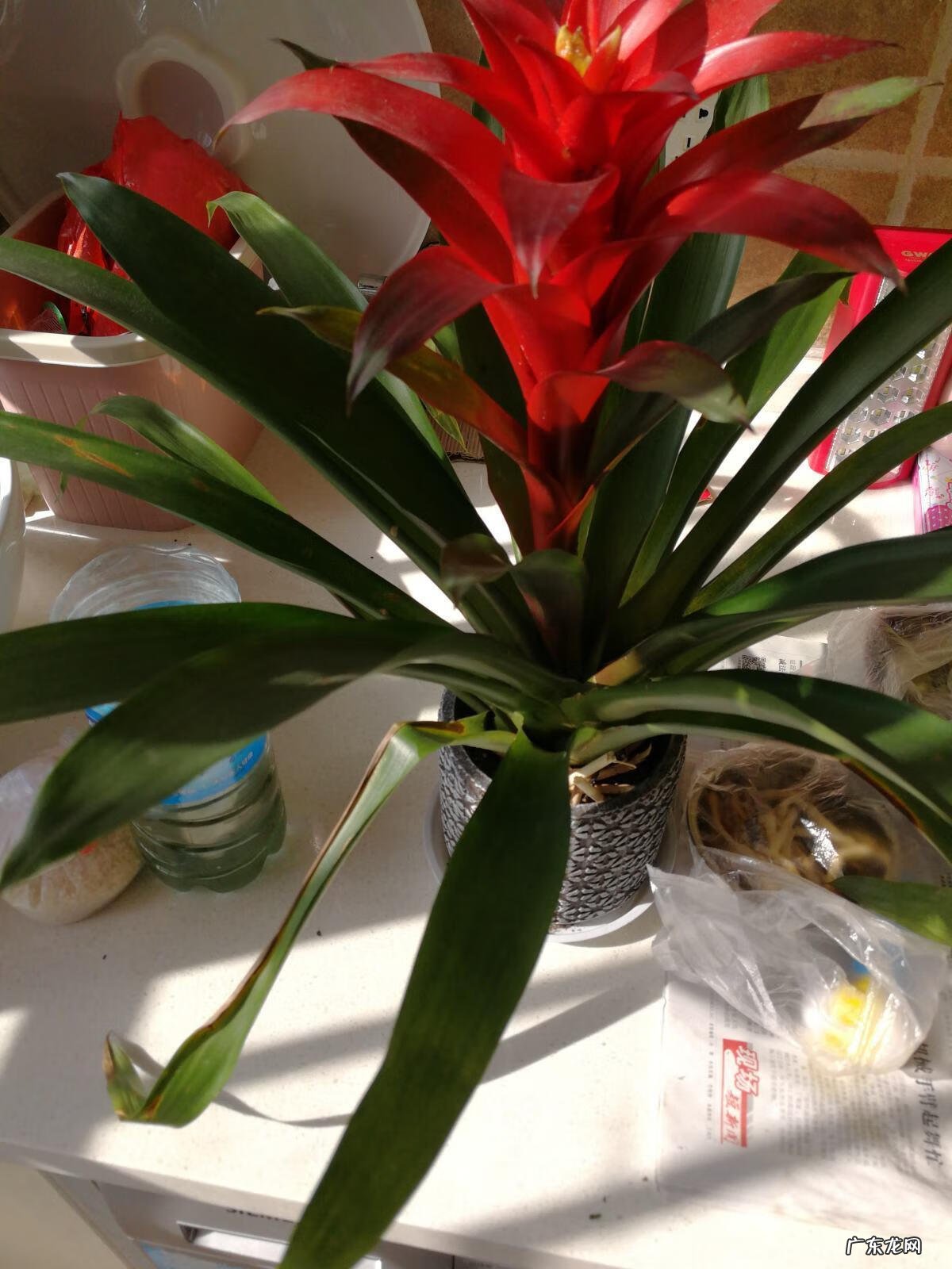 出女贵人的风水必备条件 朵朵贵人特别多红姐自带风水