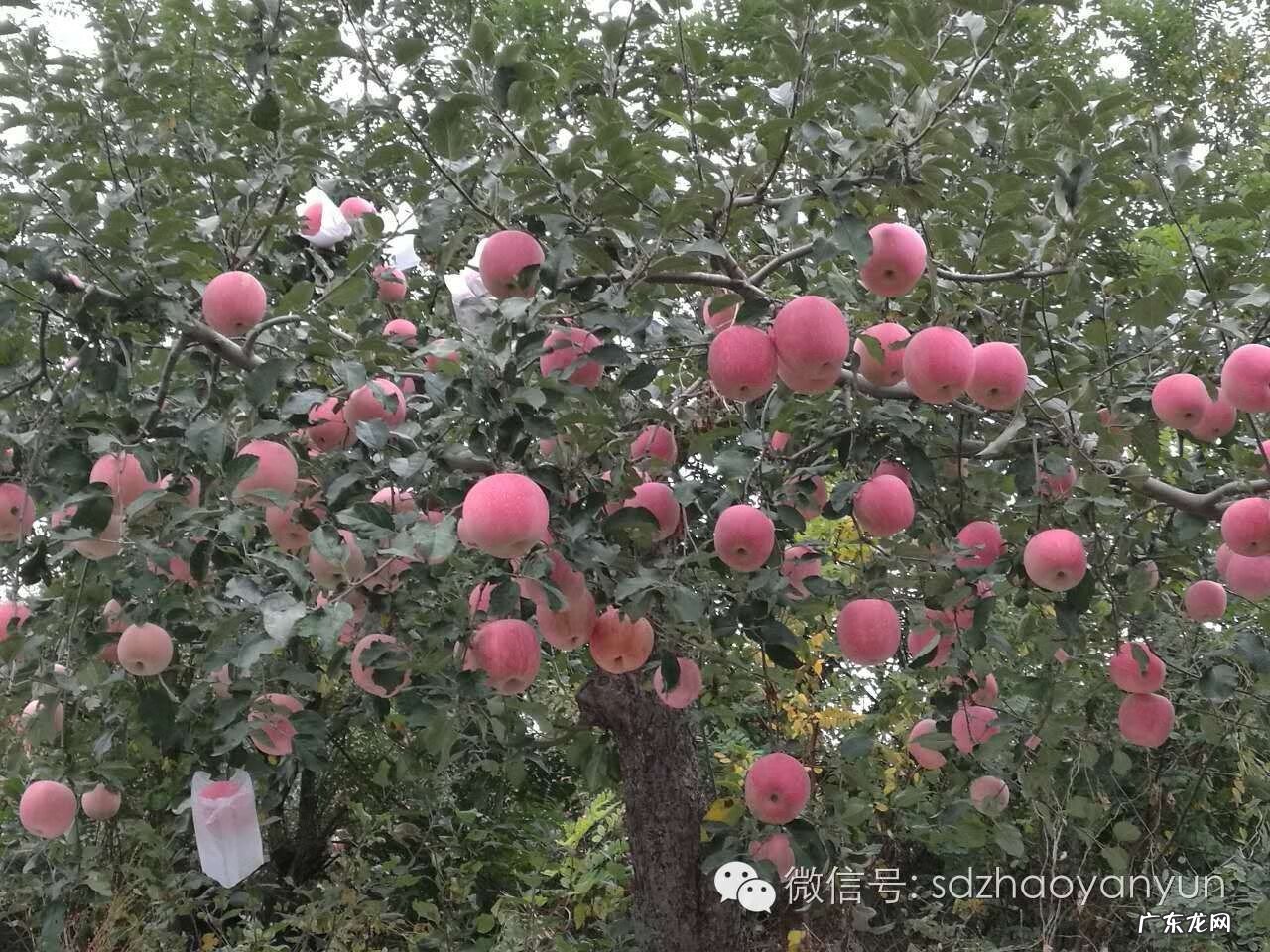 丹霞山风水宝地 栖霞风水大师