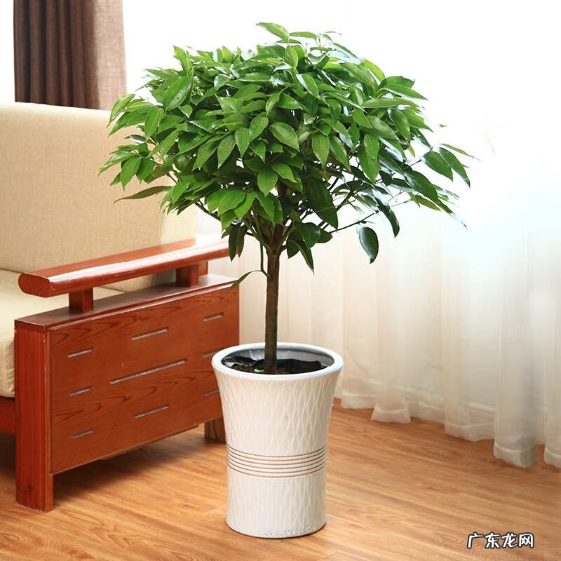 家里栽什么树风水最好 盆栽风水树哪种最好