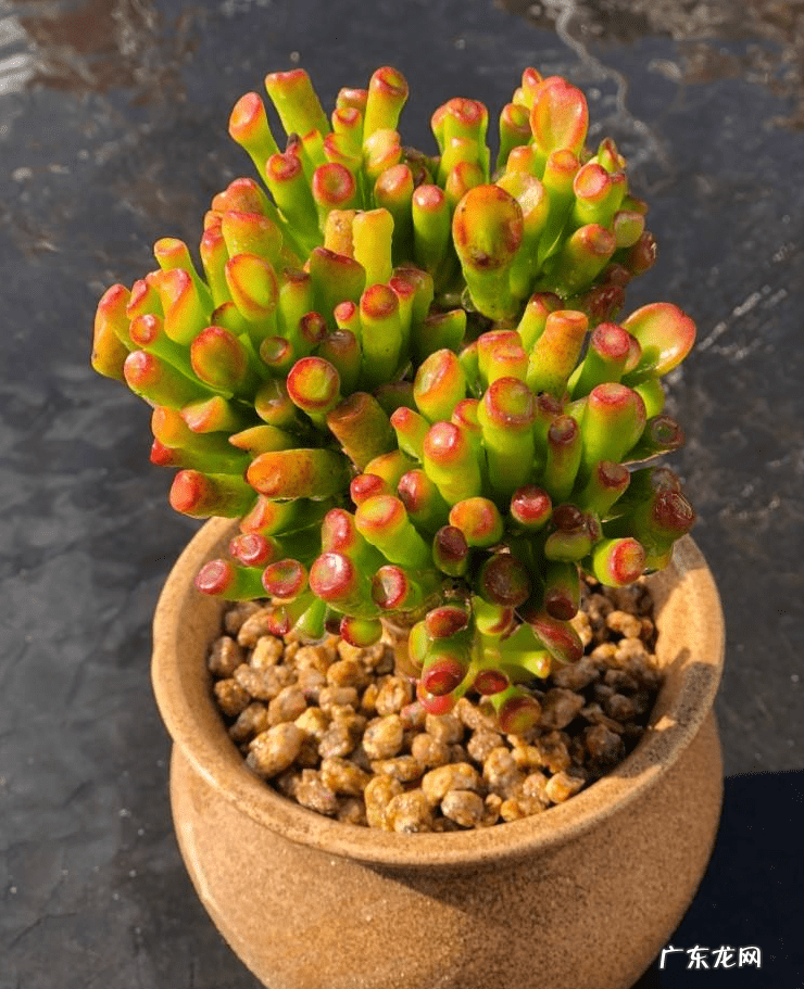 家里栽什么树风水最好 盆栽风水树哪种最好