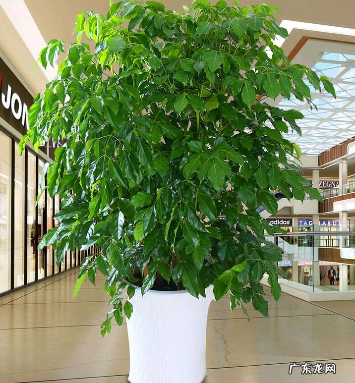 家里栽什么树风水最好 盆栽风水树哪种最好