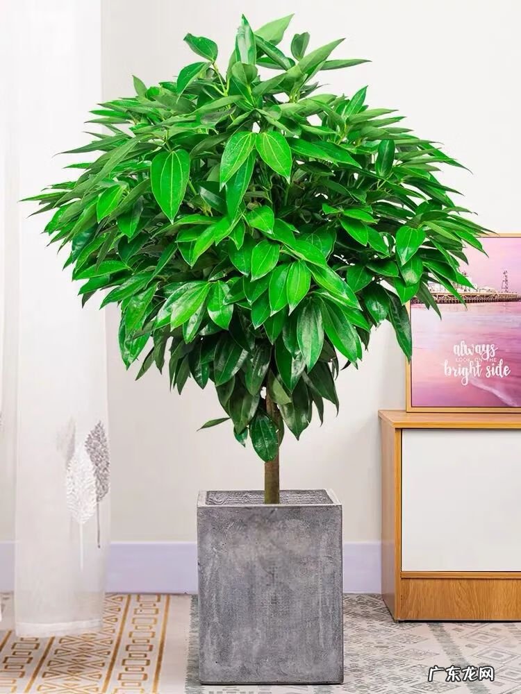 家里栽什么树风水最好 盆栽风水树哪种最好