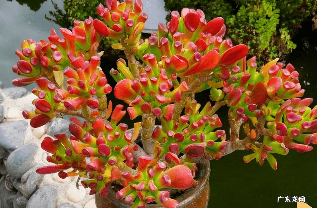 家里栽什么树风水最好 盆栽风水树哪种最好